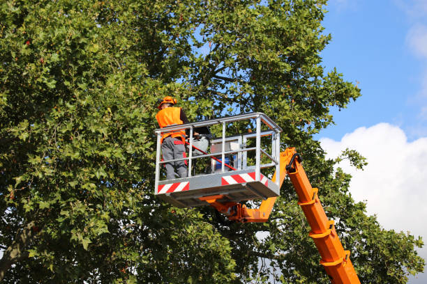 How Our Tree Care Process Works  in  Hoboken, NJ