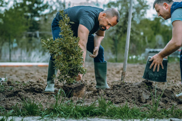 Best Lawn Disease Treatment  in Hoboken, NJ